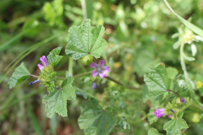 Malva Parviflora