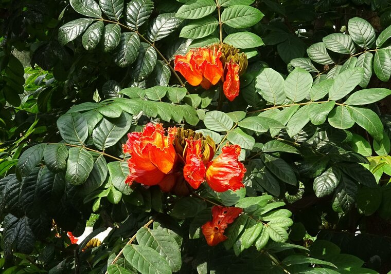Spathodea campanulata